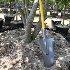 Louchet transplantation 33 cm duopro manche béquille novagrip 90cm